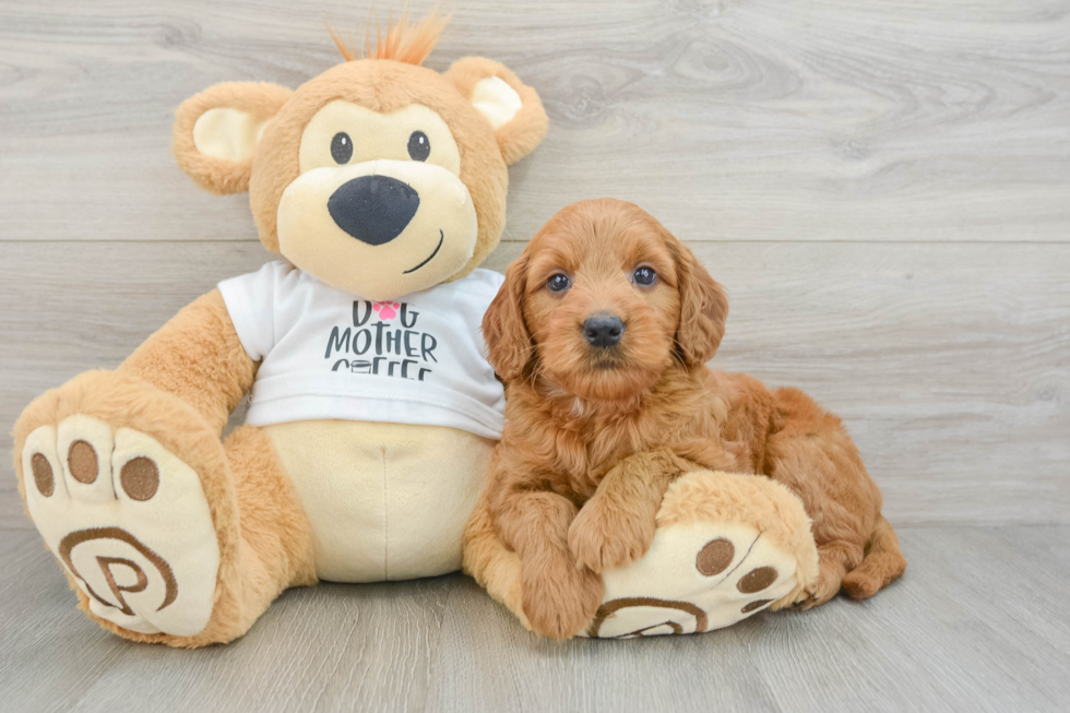Best Mini Goldendoodle Baby