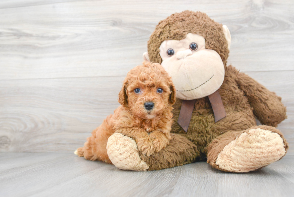 Little Golden Retriever Poodle Mix Puppy