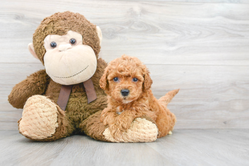 Mini Goldendoodle Pup Being Cute
