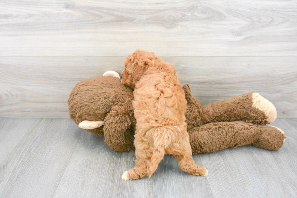 Best Mini Goldendoodle Baby