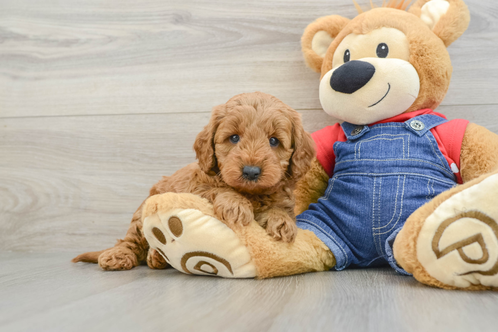Little Mini Goldenpoo Poodle Mix Puppy