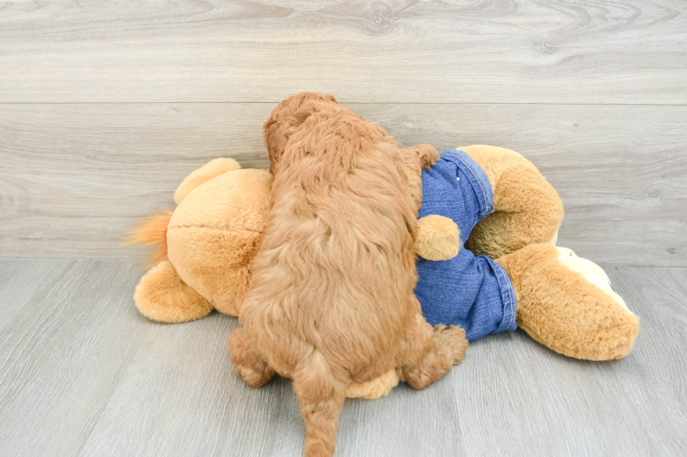 Best Mini Goldendoodle Baby