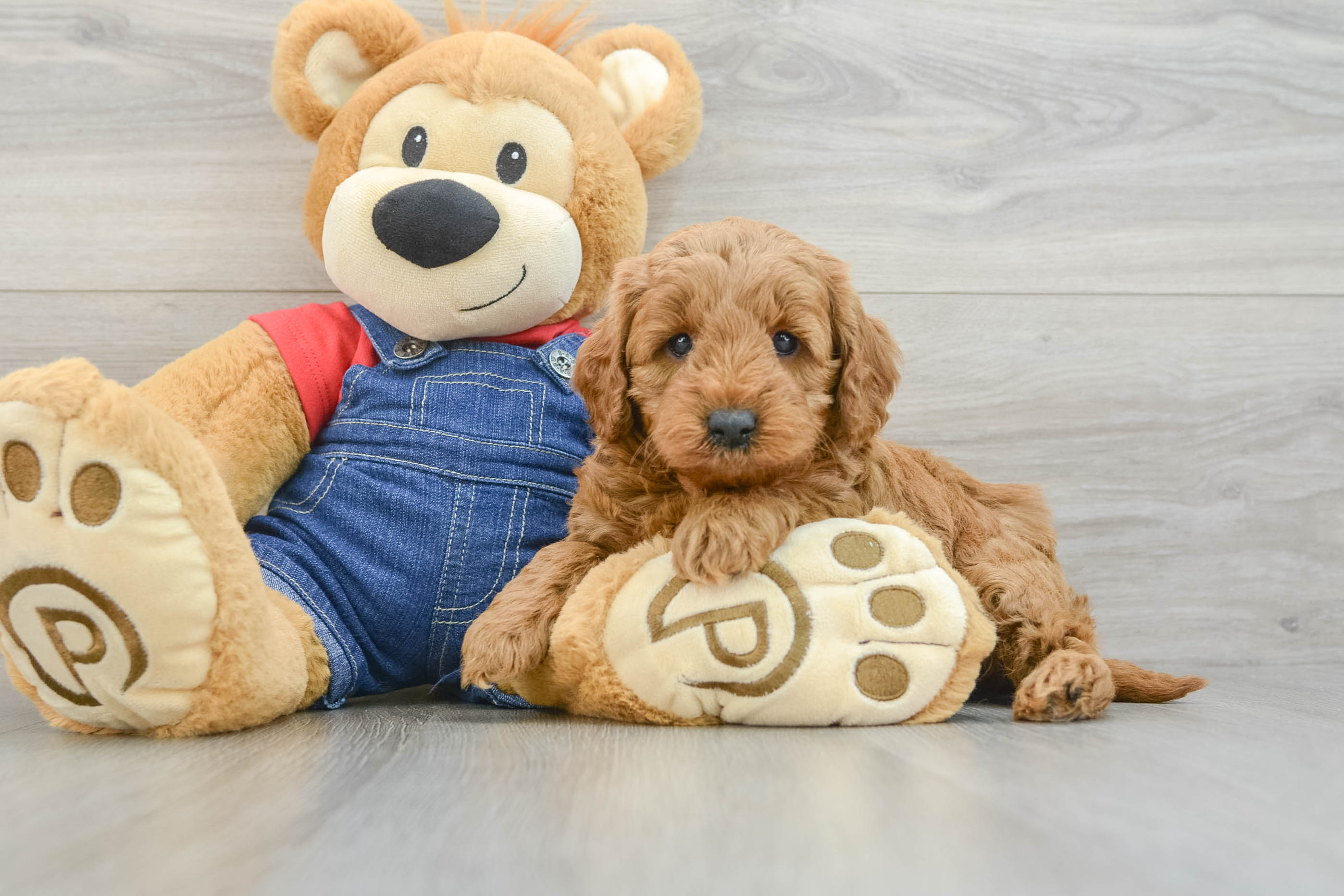 Mini Goldendoodle Puppy for Adoption