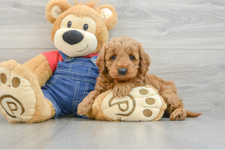Mini Goldendoodle Puppy for Adoption