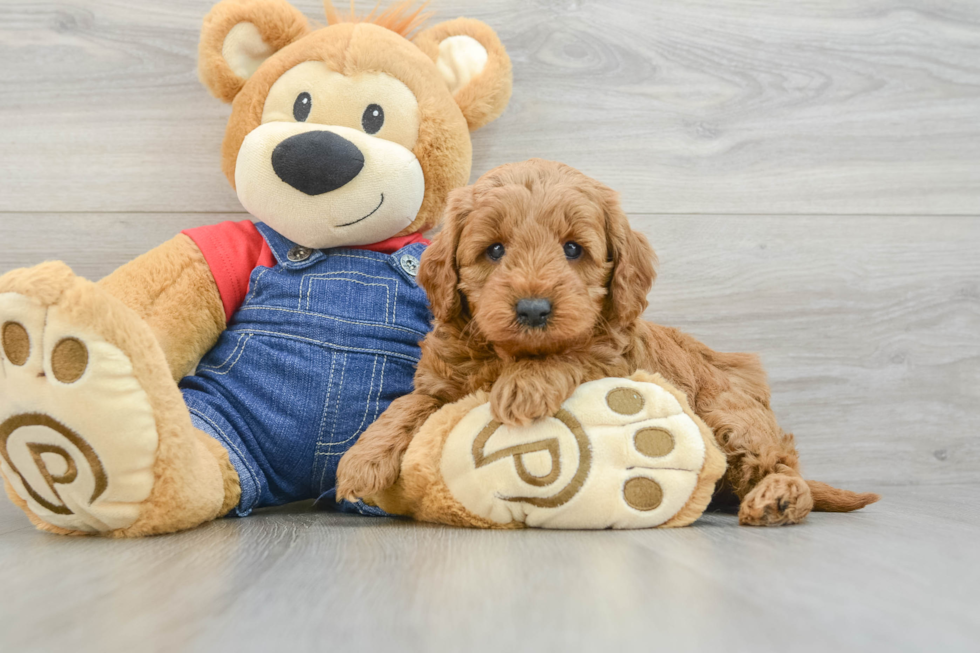 Mini Goldendoodle Puppy for Adoption