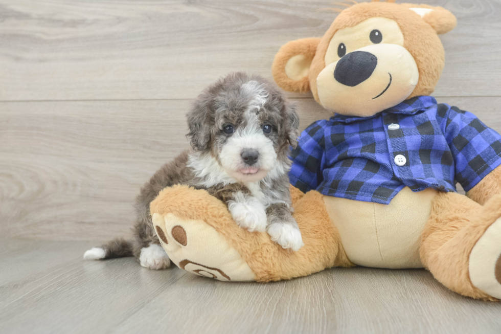 Best Mini Goldendoodle Baby