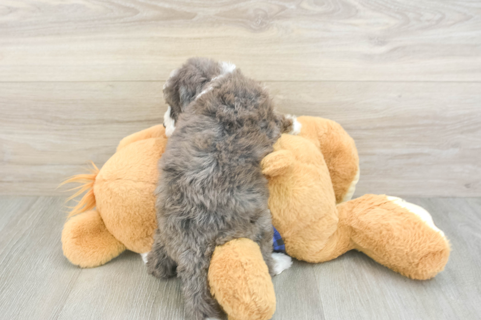 Mini Goldendoodle Pup Being Cute