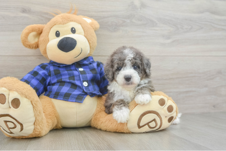 Petite Mini Goldendoodle Poodle Mix Pup