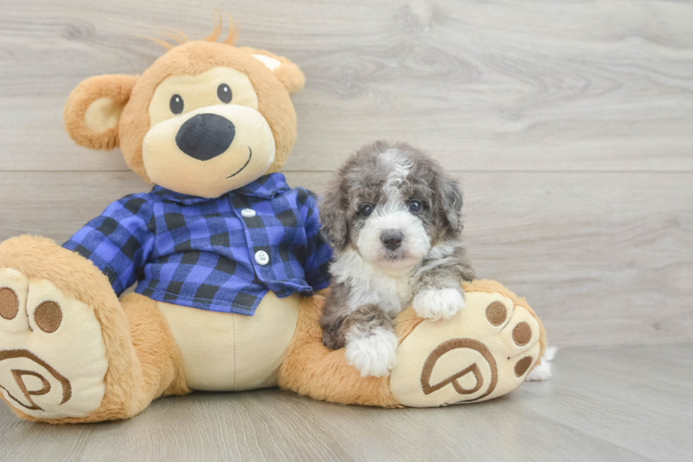 Petite Mini Goldendoodle Poodle Mix Pup