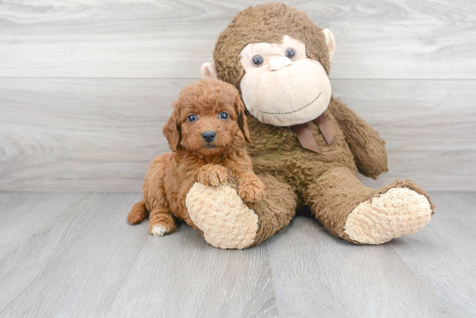 Petite Mini Goldendoodle Poodle Mix Pup