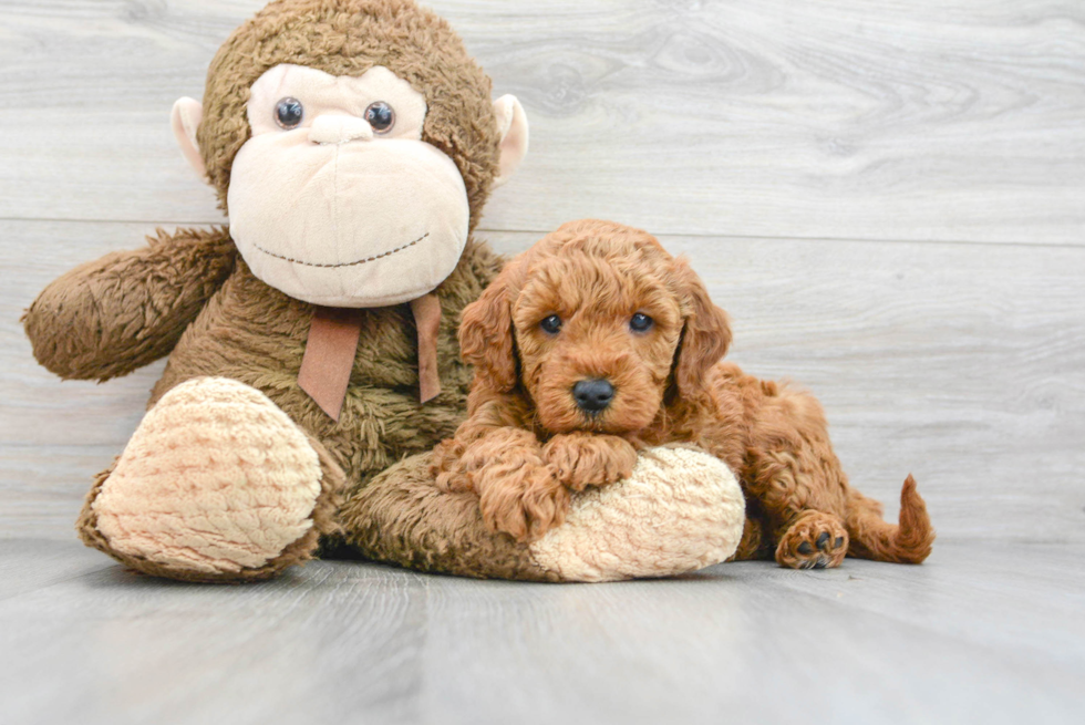 Mini Goldendoodle Puppy for Adoption