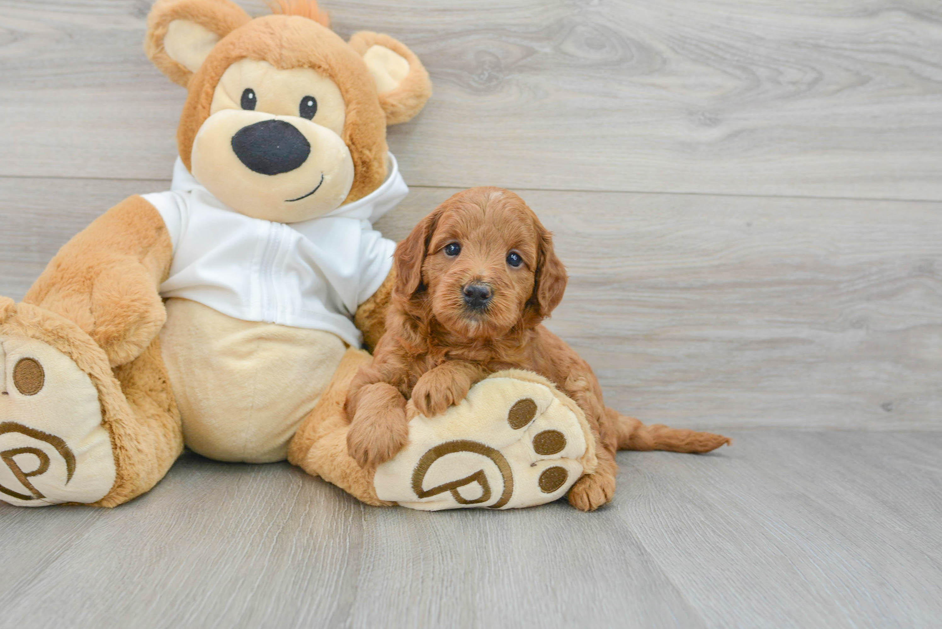 Happy Mini Goldendoodle Baby