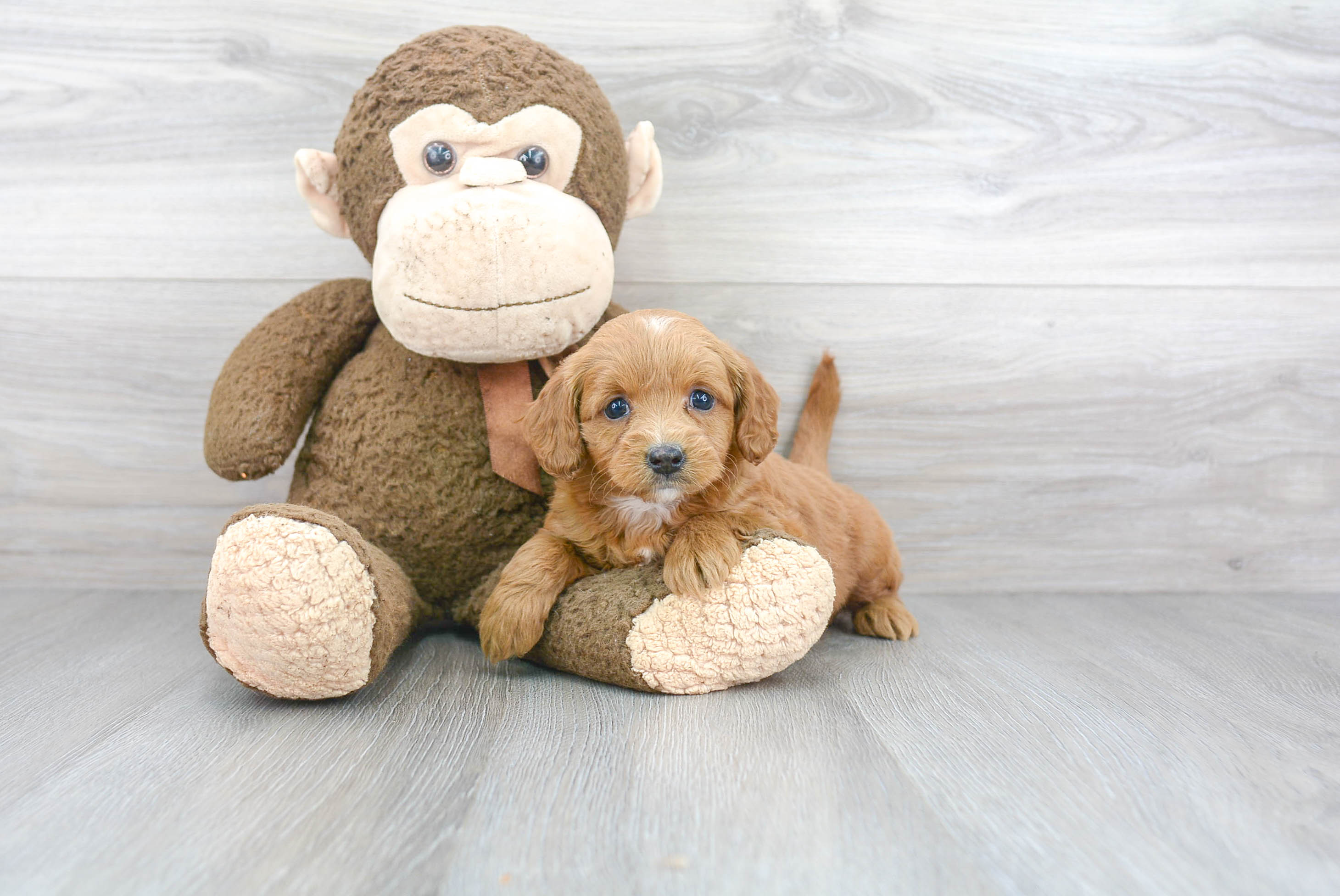 Funny Mini Goldendoodle Poodle Mix Pup