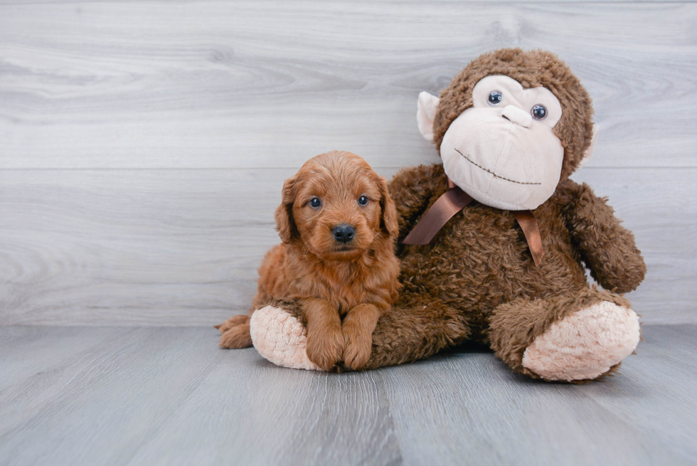 Little Golden Retriever Poodle Mix Puppy