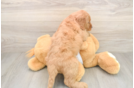 Mini Goldendoodle Pup Being Cute