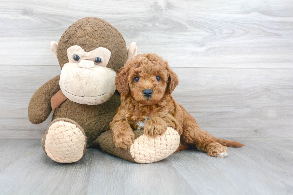 Happy Mini Goldendoodle Baby