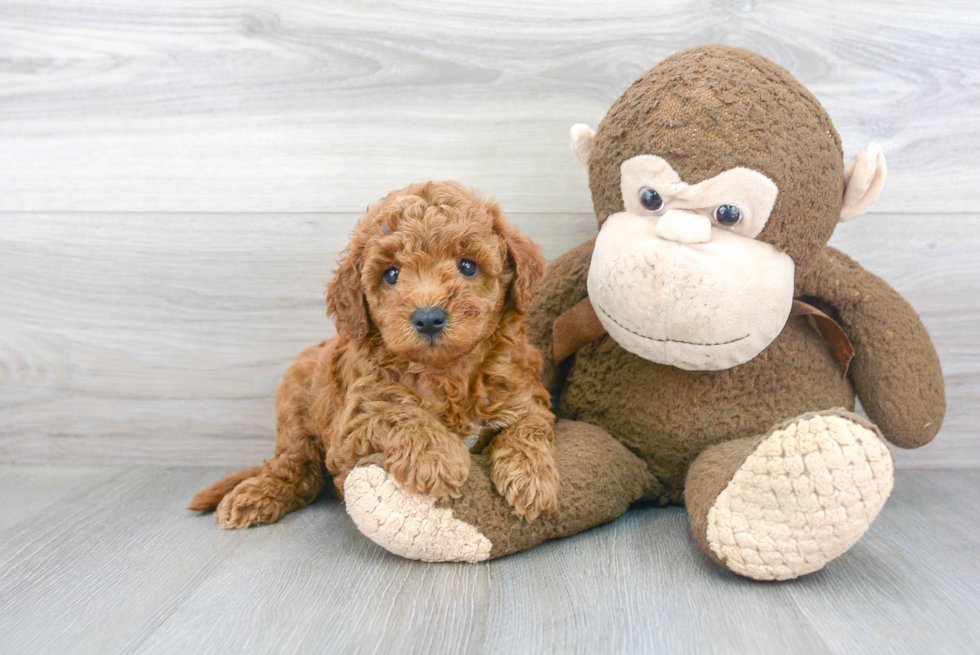 Mini Goldendoodle Puppy for Adoption