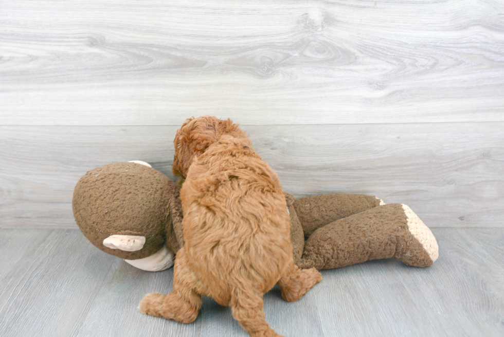 Happy Mini Goldendoodle Baby