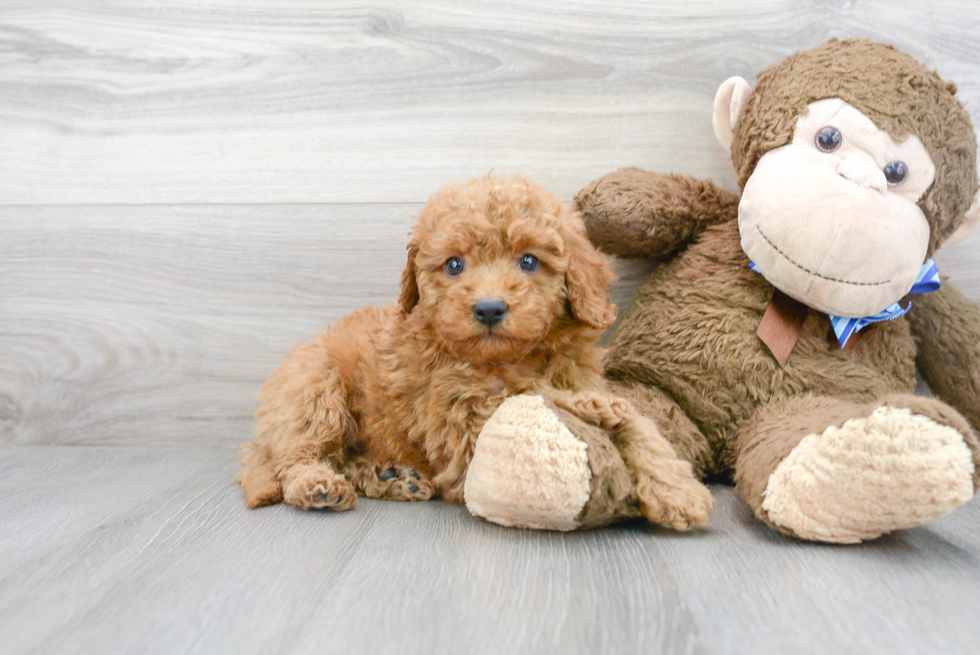 Little Golden Retriever Poodle Mix Puppy