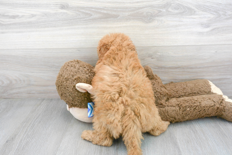 Mini Goldendoodle Puppy for Adoption