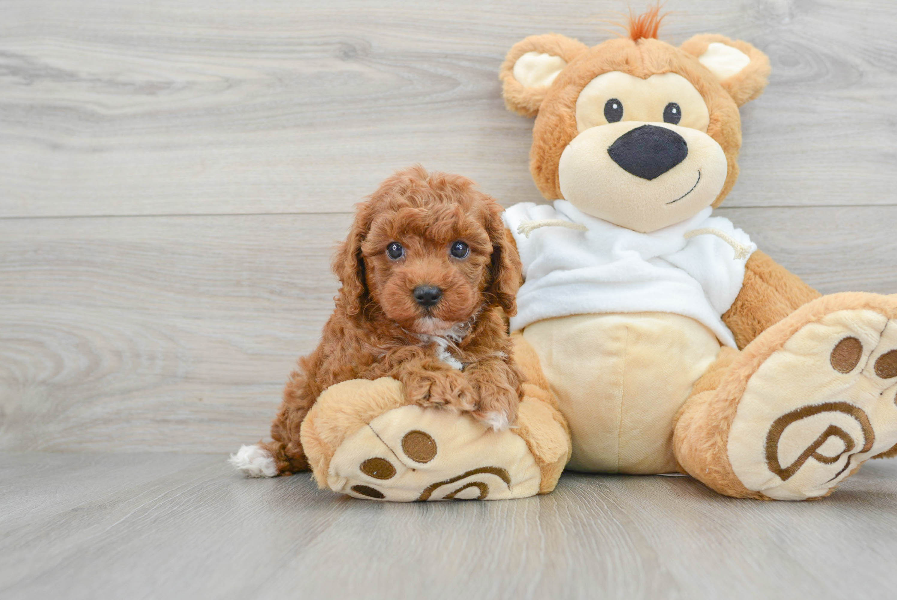 Fluffy Mini Goldendoodle Poodle Mix Pup