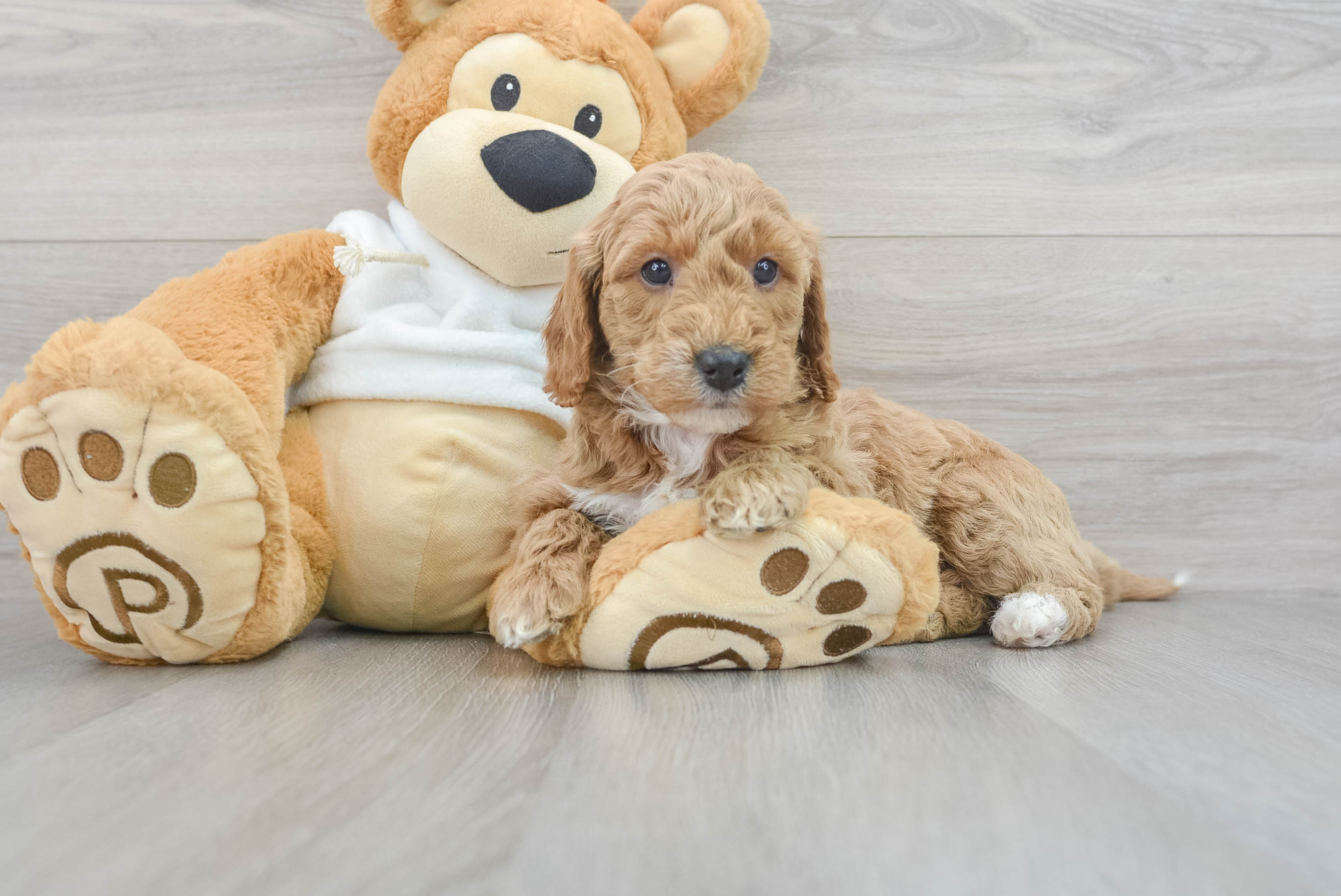Mini Goldendoodle Pup Being Cute