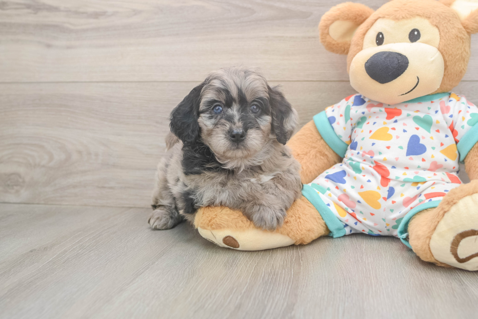 Best Mini Goldendoodle Baby