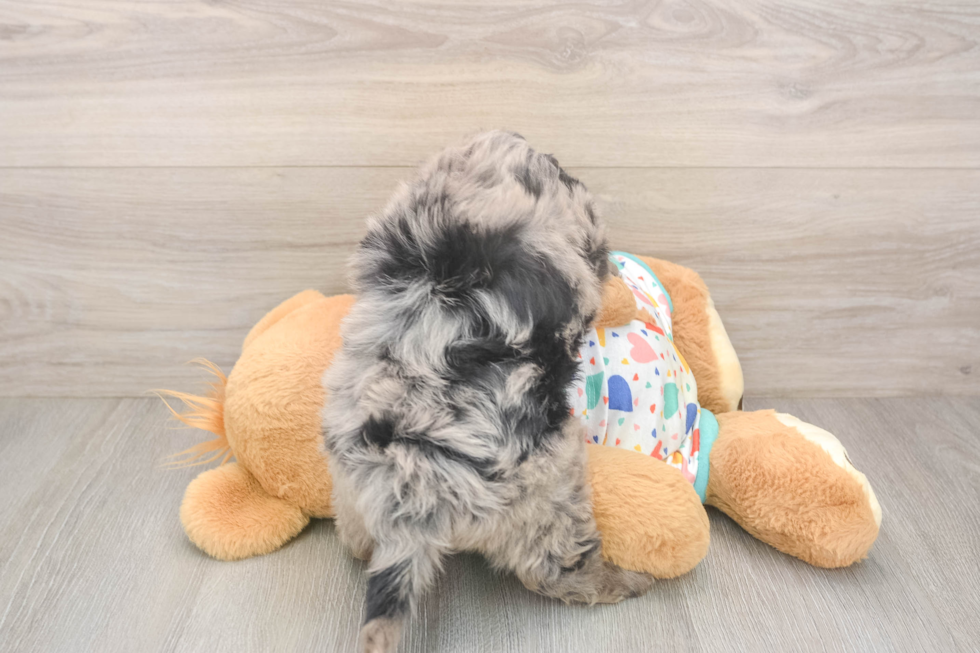 Best Mini Goldendoodle Baby