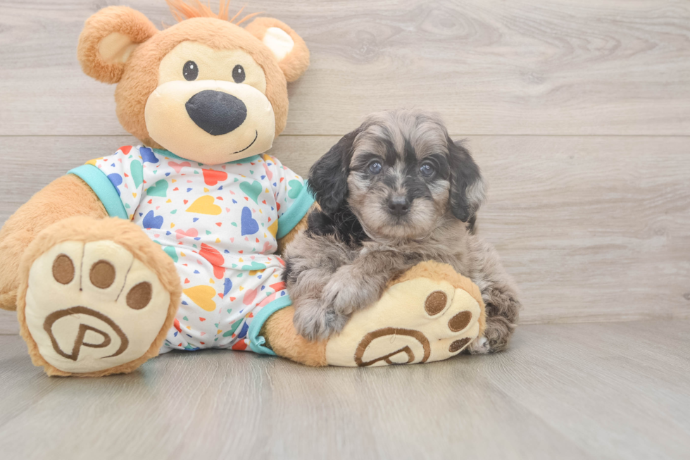 Fluffy Mini Goldendoodle Poodle Mix Pup