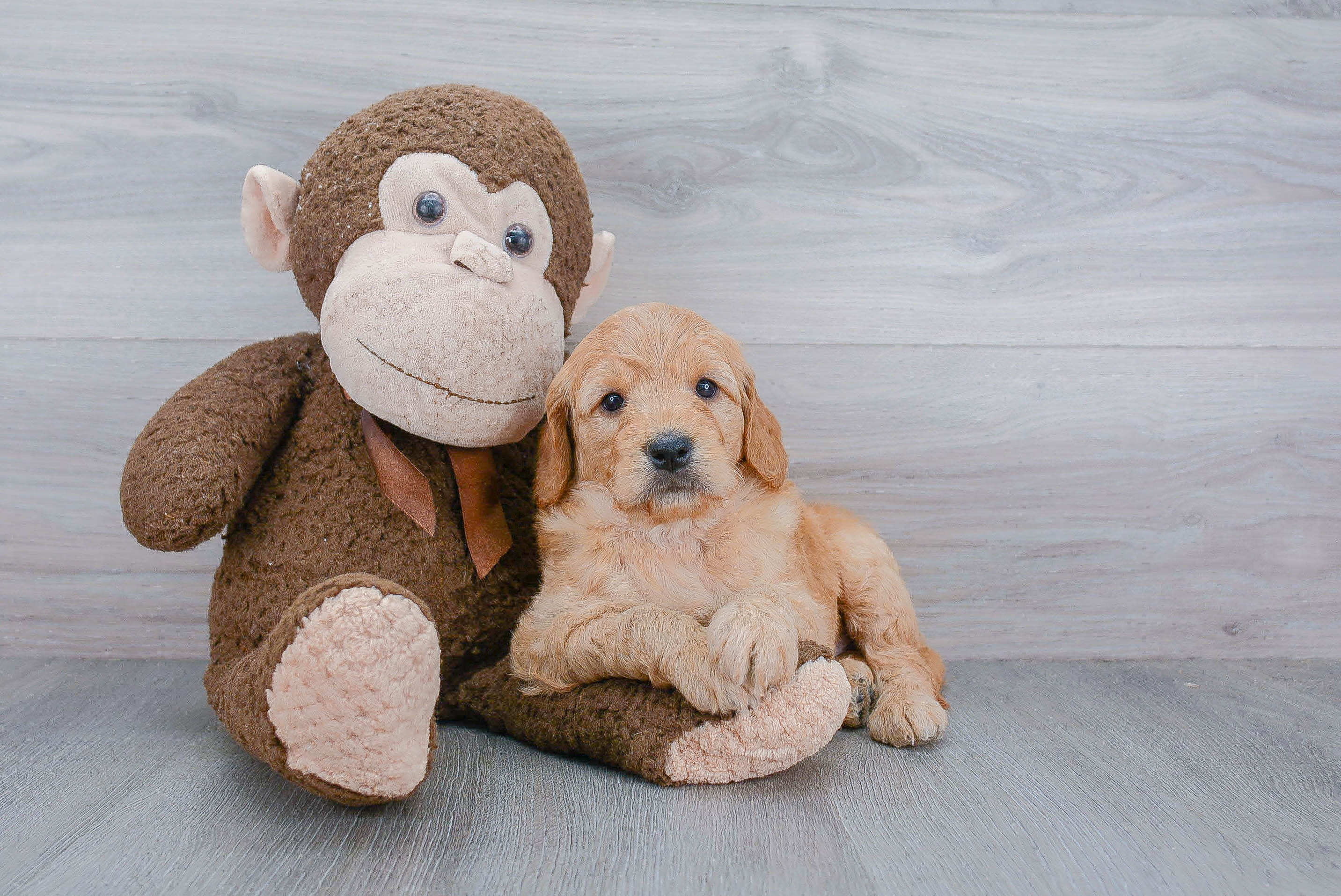 Hypoallergenic Golden Retriever Poodle Mix Puppy
