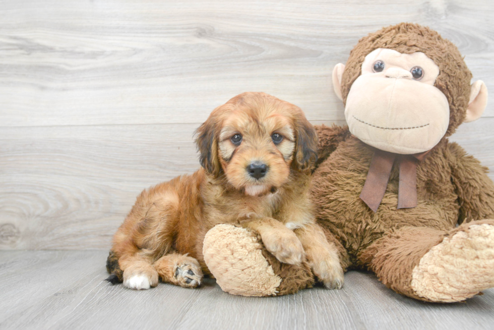 Fluffy Mini Goldendoodle Poodle Mix Pup