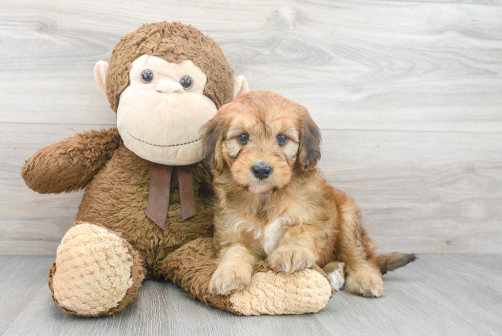 Happy Mini Goldendoodle Baby