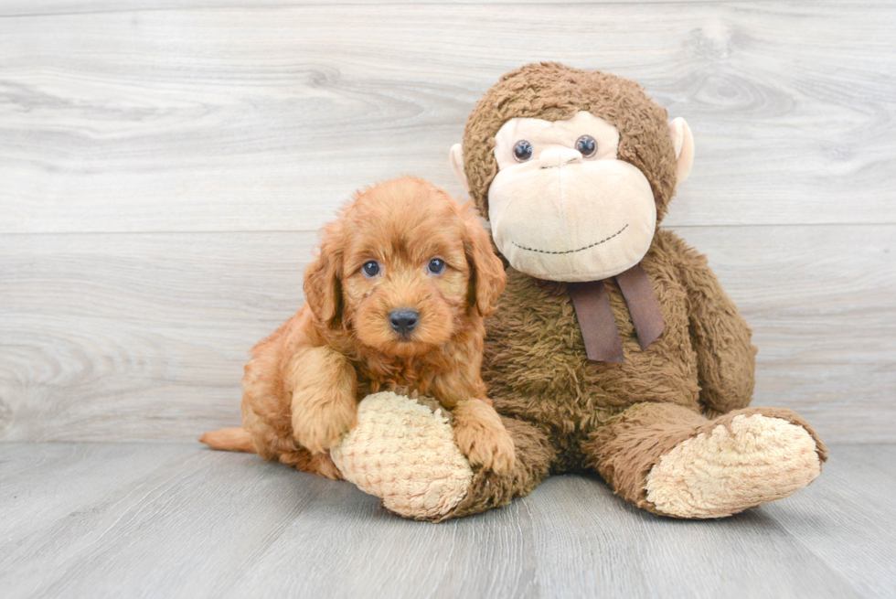 Best Mini Goldendoodle Baby