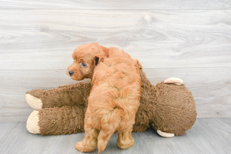 Happy Mini Goldendoodle Baby