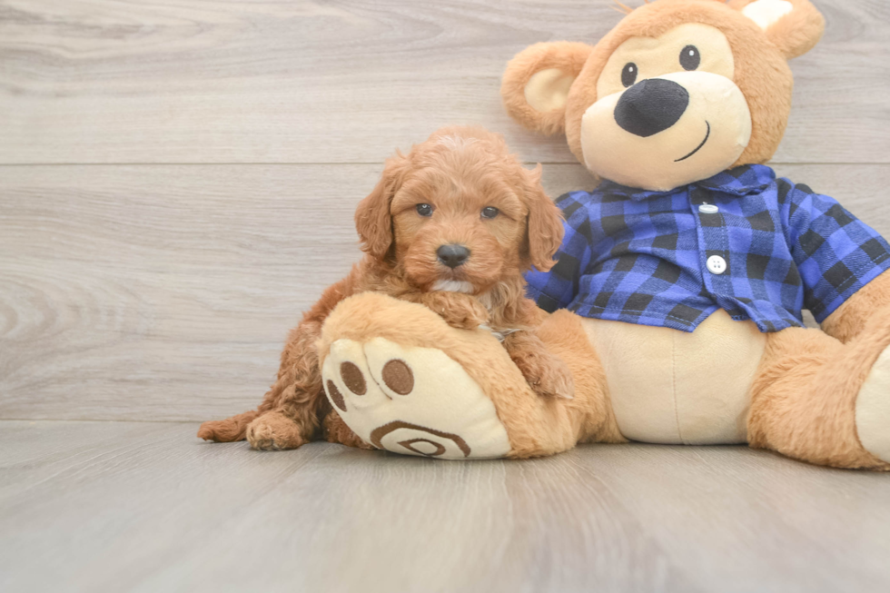 Mini Goldendoodle Puppy for Adoption