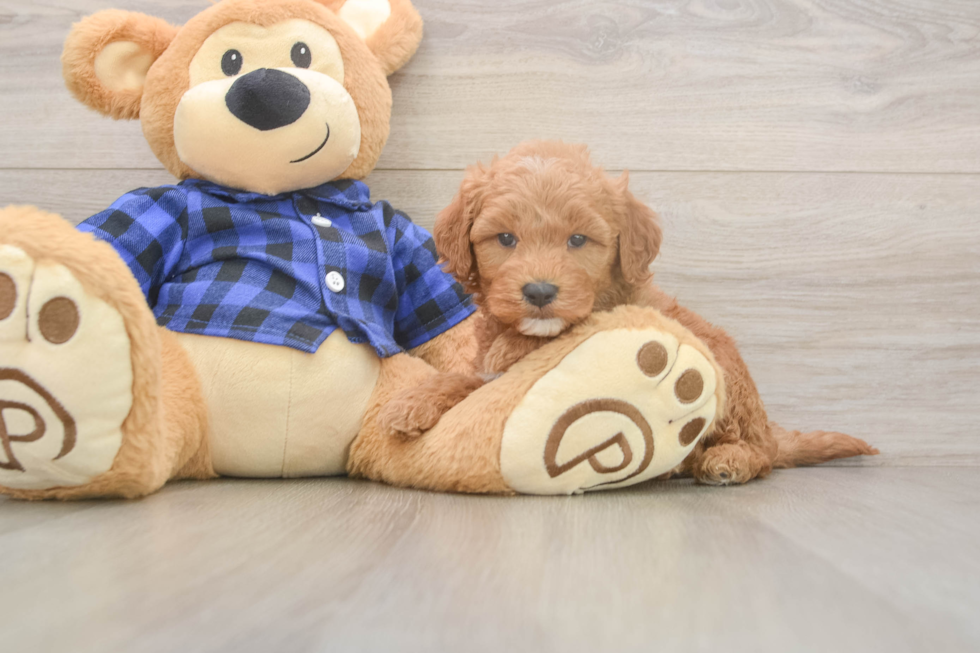Best Mini Goldendoodle Baby