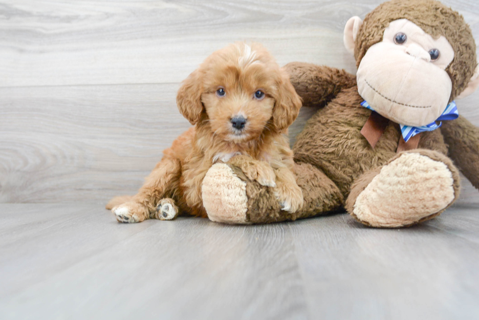 Sweet Mini Goldendoodle Baby