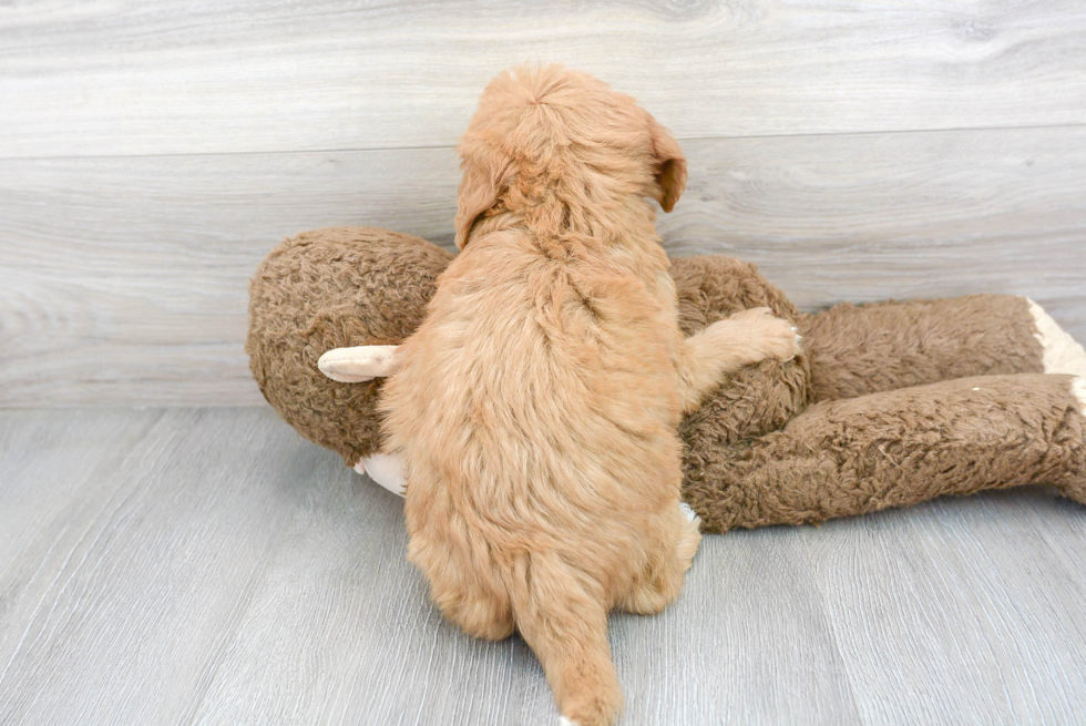 Smart Mini Goldendoodle Poodle Mix Pup