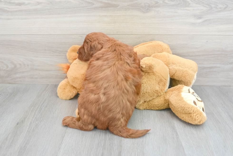 Energetic Golden Retriever Poodle Mix Puppy