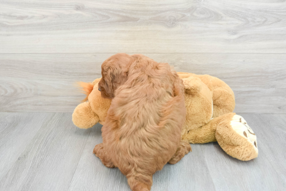 Mini Goldendoodle Puppy for Adoption