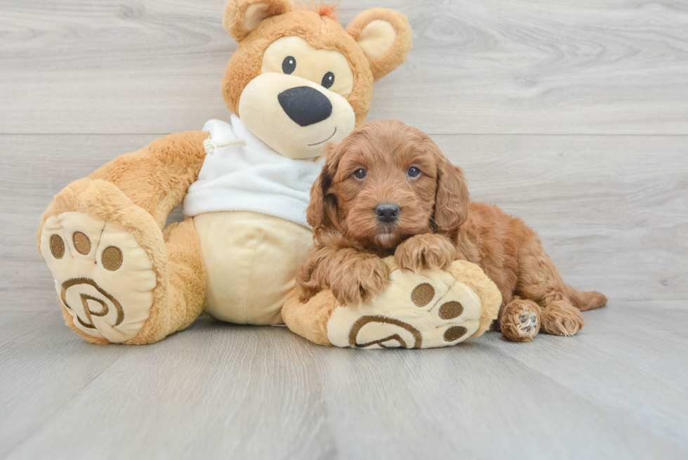 Mini Goldendoodle Puppy for Adoption