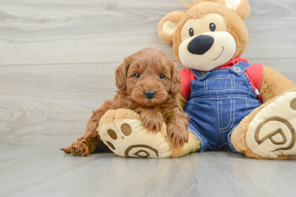 Best Mini Goldendoodle Baby