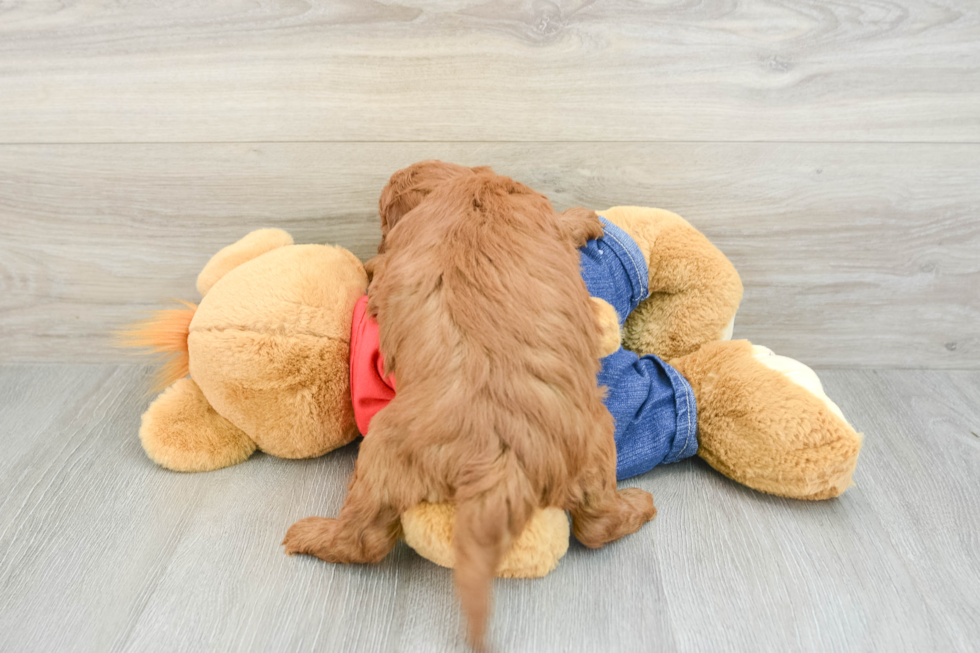 Small Mini Goldendoodle Baby