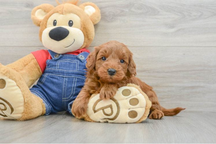 Mini Goldendoodle Puppy for Adoption