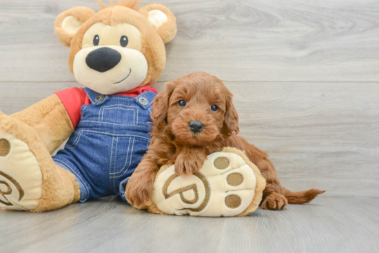 Mini Goldendoodle Puppy for Adoption