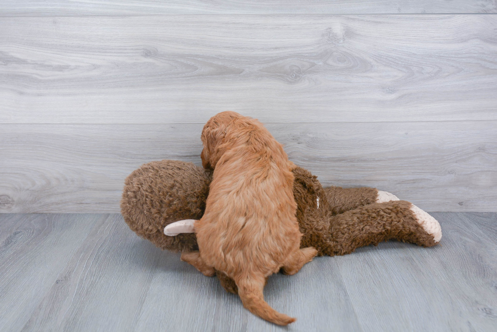 Best Mini Goldendoodle Baby