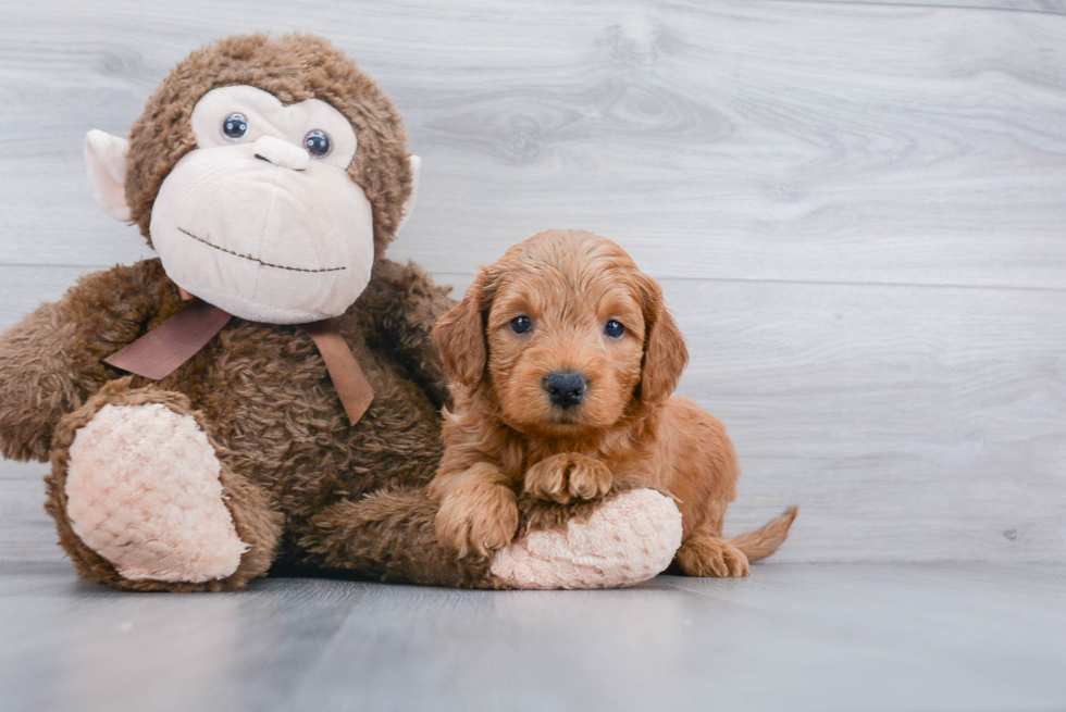 Mini Goldendoodle Pup Being Cute