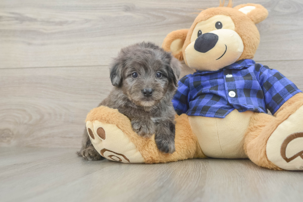 Small Mini Goldendoodle Baby
