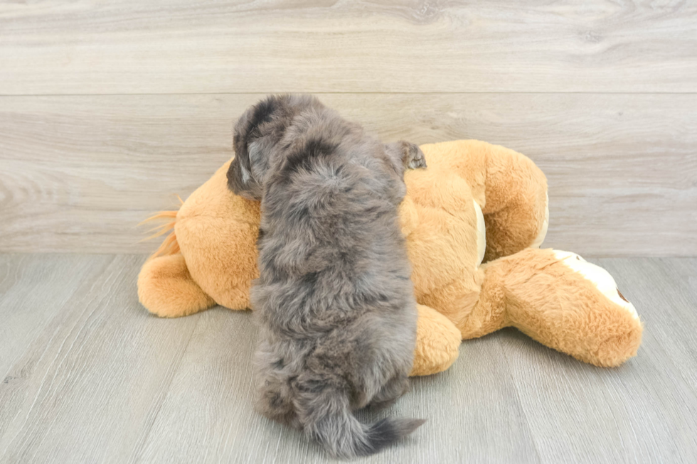 Best Mini Goldendoodle Baby