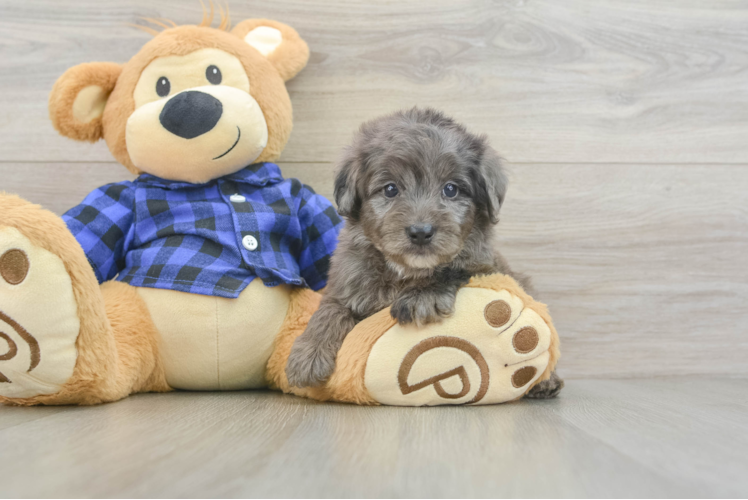 Adorable Golden Retriever Poodle Mix Poodle Mix Puppy